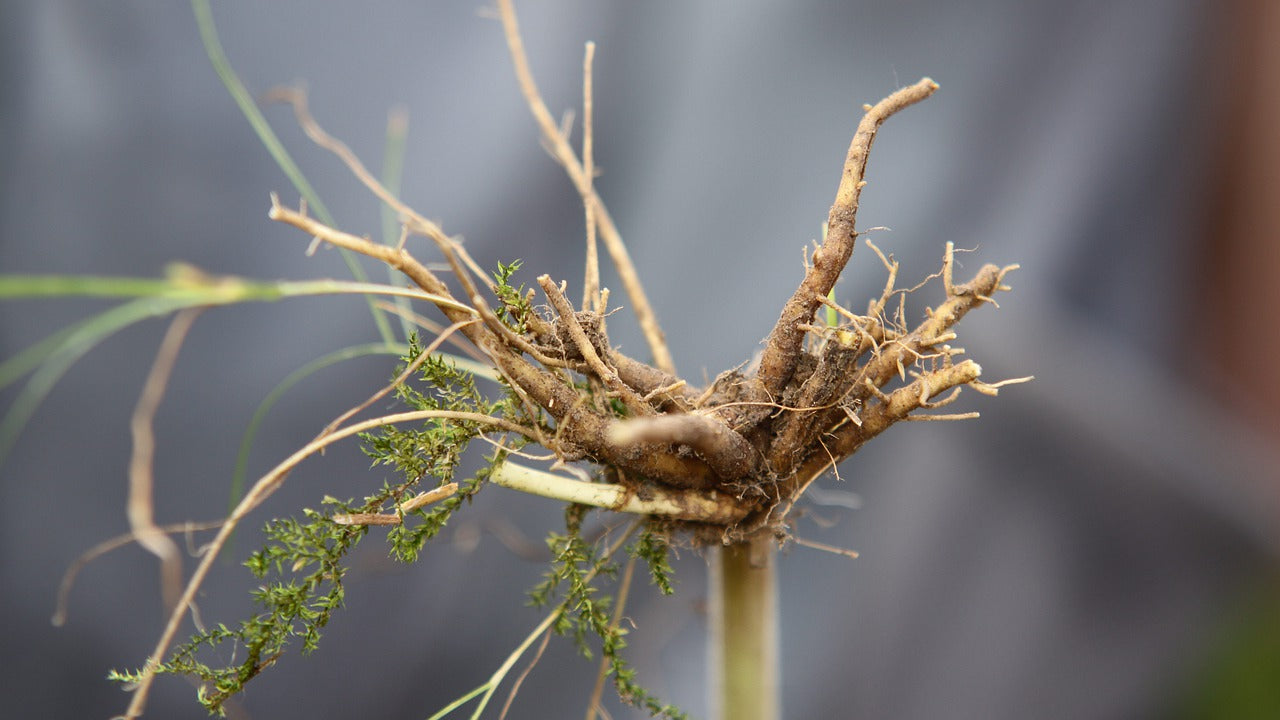 Know all about Valerian Root as a Natural Sleep Aid